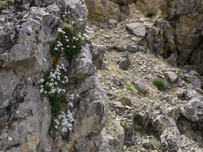 Kernera boissieri.13