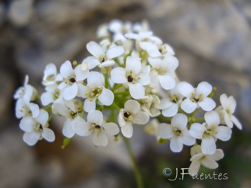 Kernera boissieri.29
