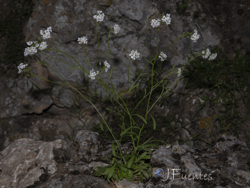 Kernera boissieri.15