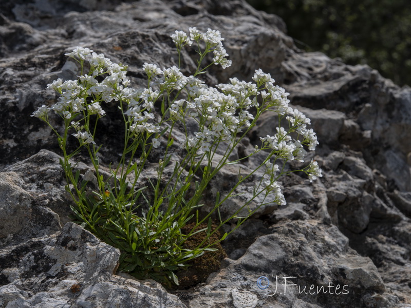 Kernera boissieri.32