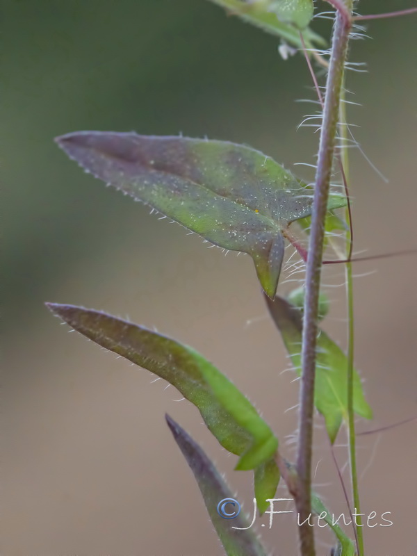 Kickxia cirrhosa.06