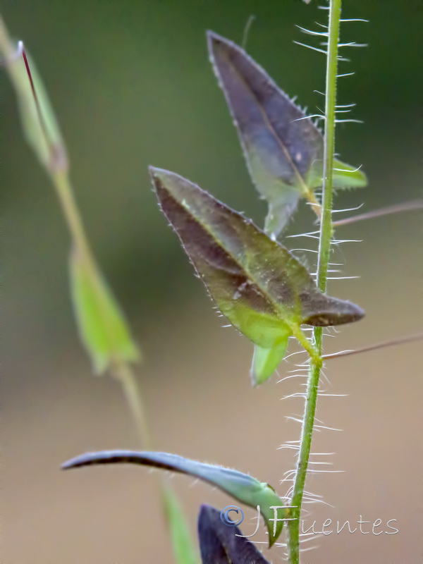 Kickxia cirrhosa.07