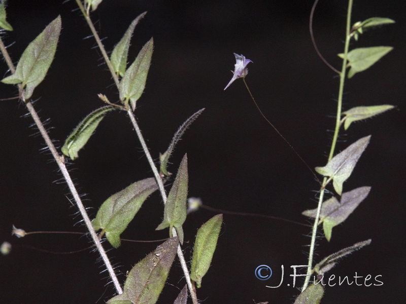 Kickxia cirrhosa.08