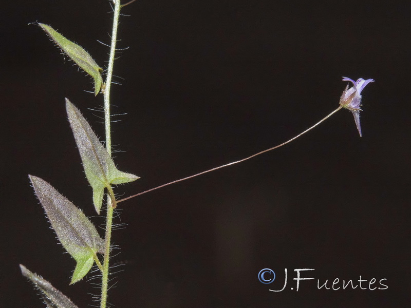 Kickxia cirrhosa.09