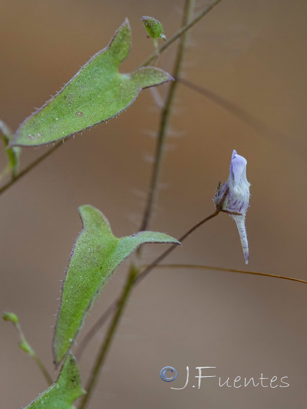 Kickxia cirrhosa.11