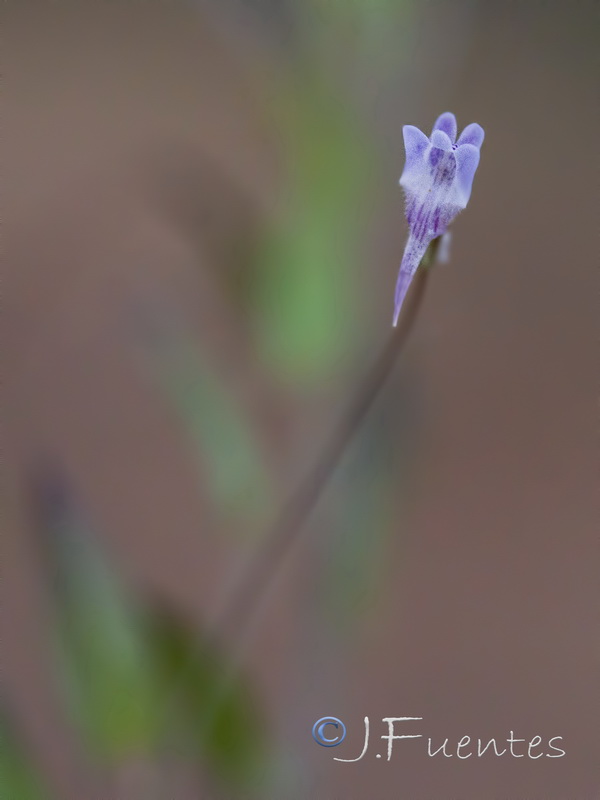 Kickxia cirrhosa.12