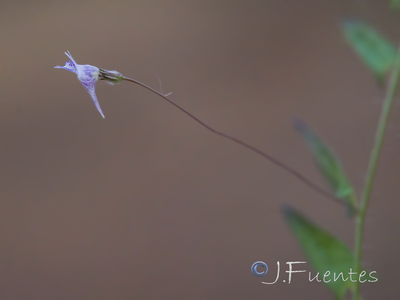 Kickxia cirrhosa.13