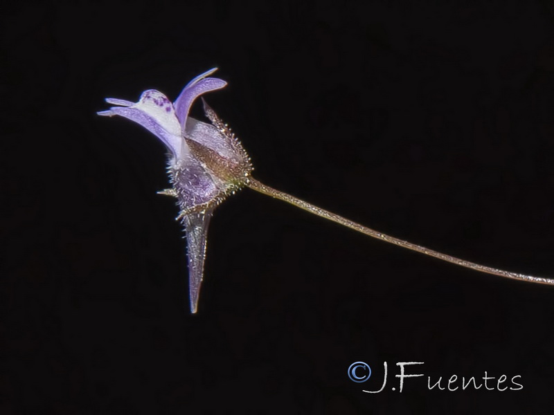Kickxia cirrhosa.14
