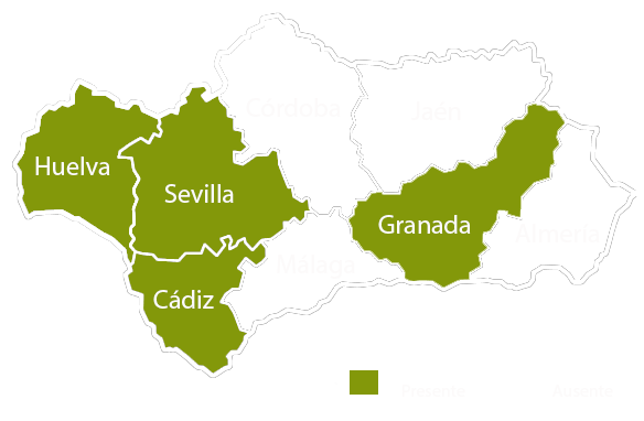 Andalucia copia