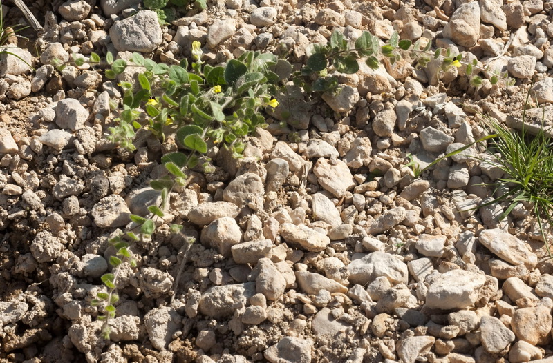 Kickxia spuria integrifolia.02