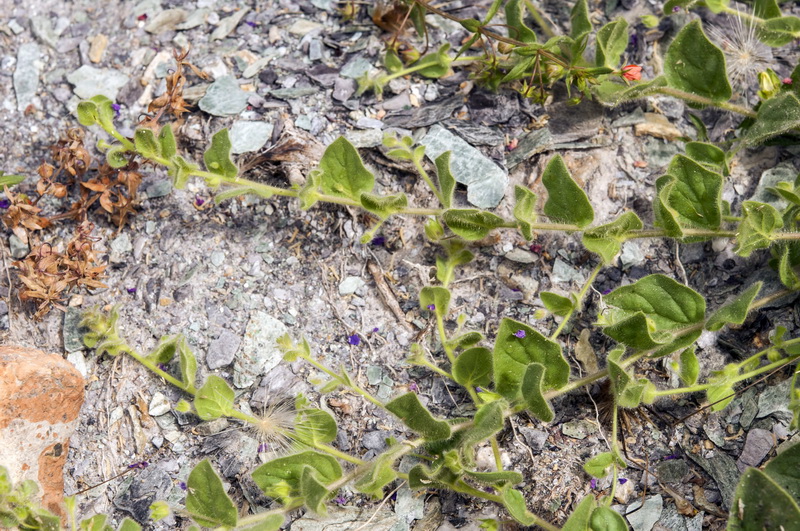 Kickxia spuria integrifolia.04