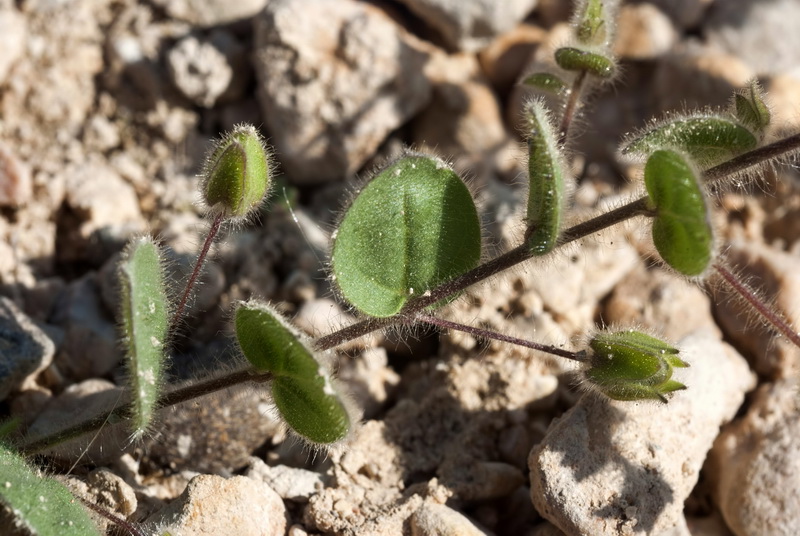 Kickxia spuria integrifolia.11