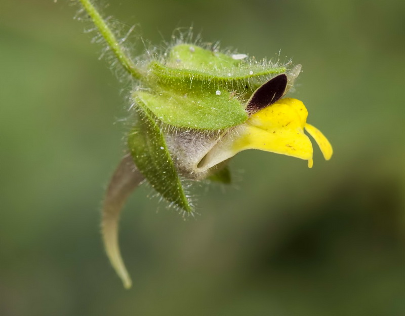 Spuria sinonimo hotsell