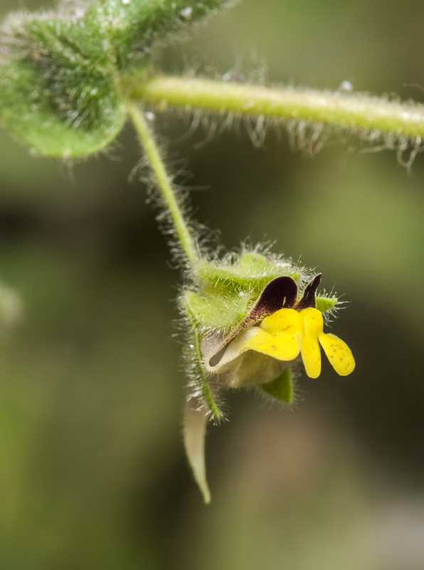 Kickxia spuria integrifolia.18