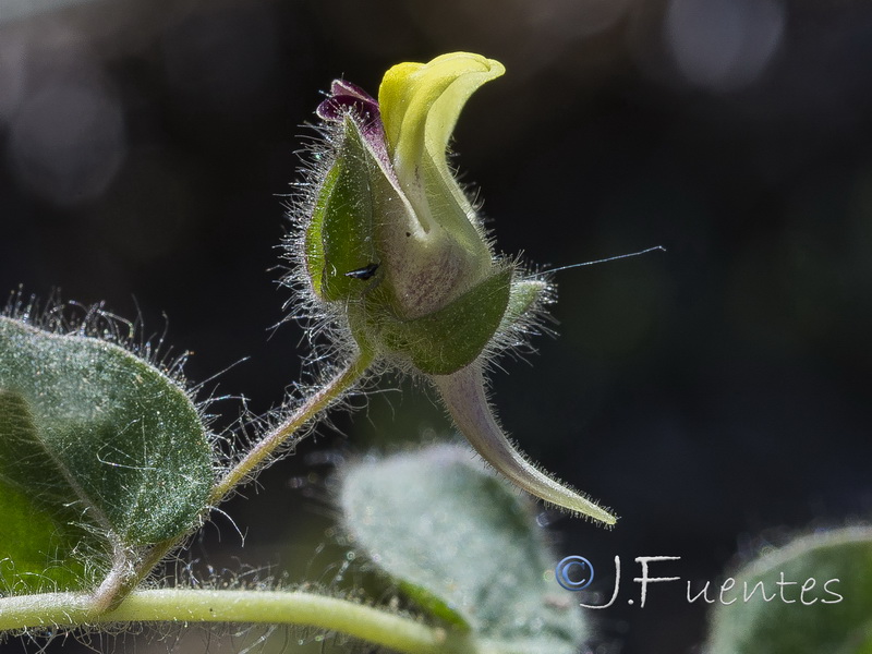 Kickxia spuria integrifolia.38