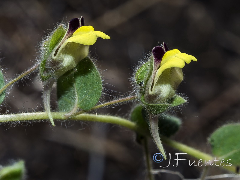 Kickxia spuria integrifolia.39
