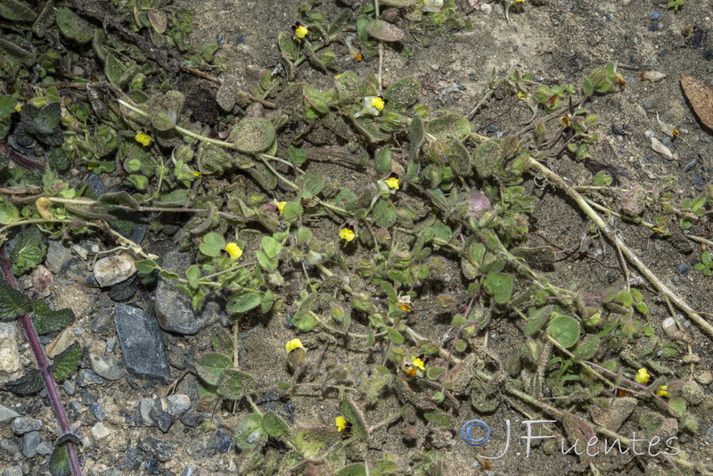 Kickxia spuria integrifolia.42
