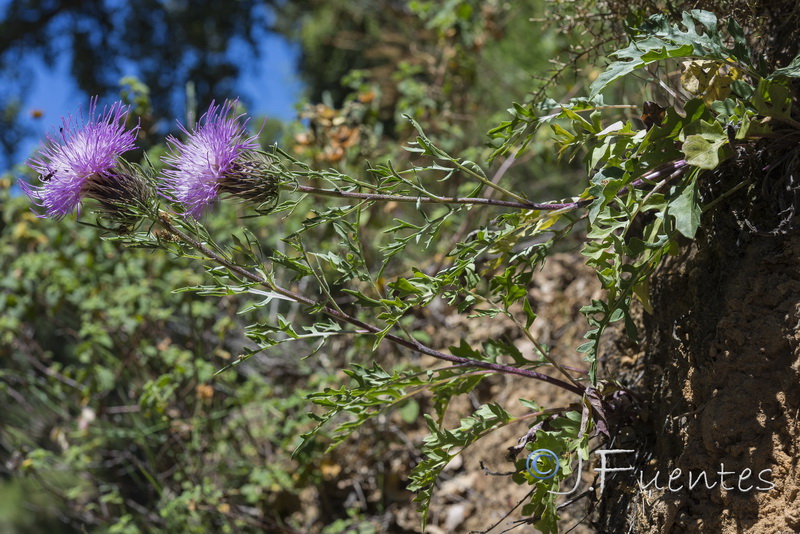 Klasea boetica alcalae.01