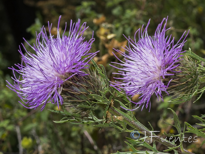 Klasea boetica alcalae.06