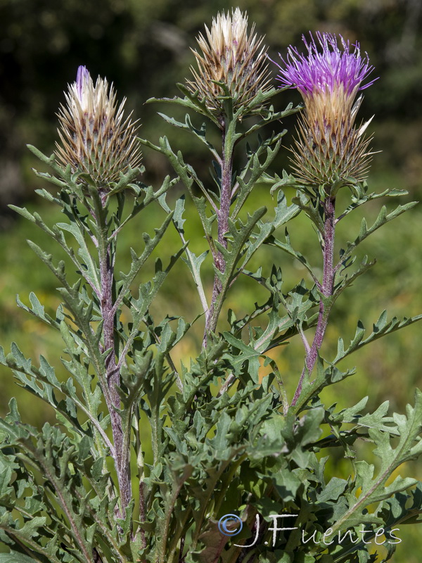 Klasea boetica alcalae.05