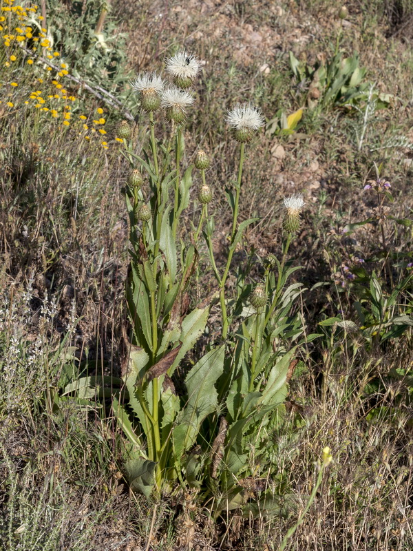 Klasea favescens leucantha.01