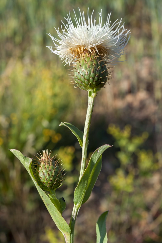 Klasea favescens leucantha.09