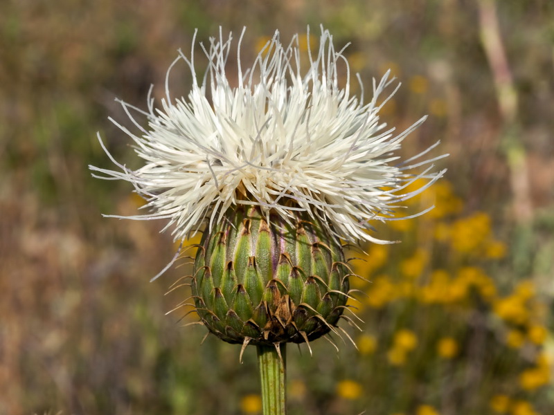 Klasea favescens leucantha.12