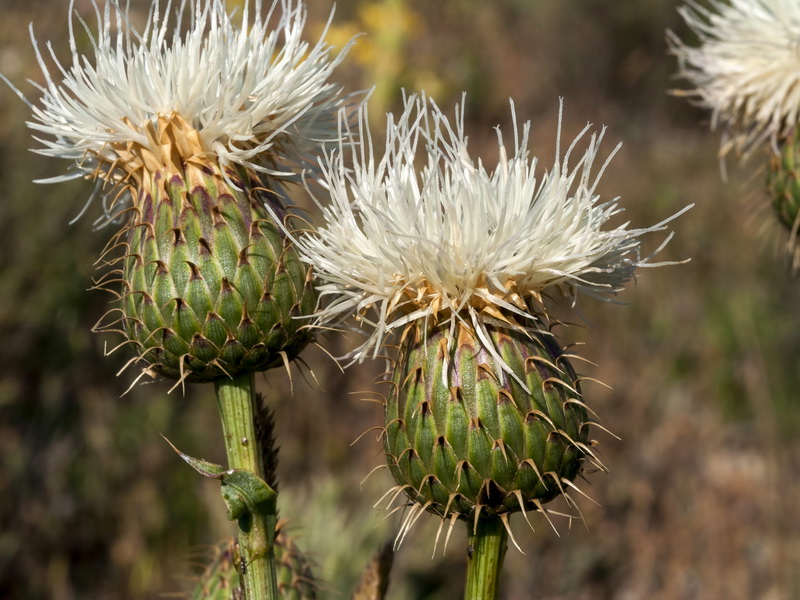 Klasea favescens leucantha.13