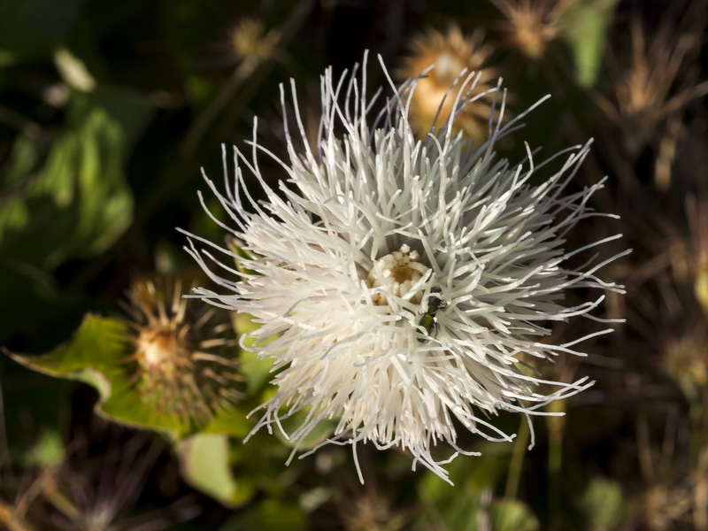 Klasea favescens leucantha.15