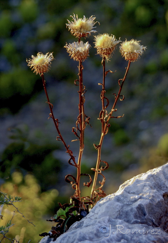 Klasea favescens leucantha.21