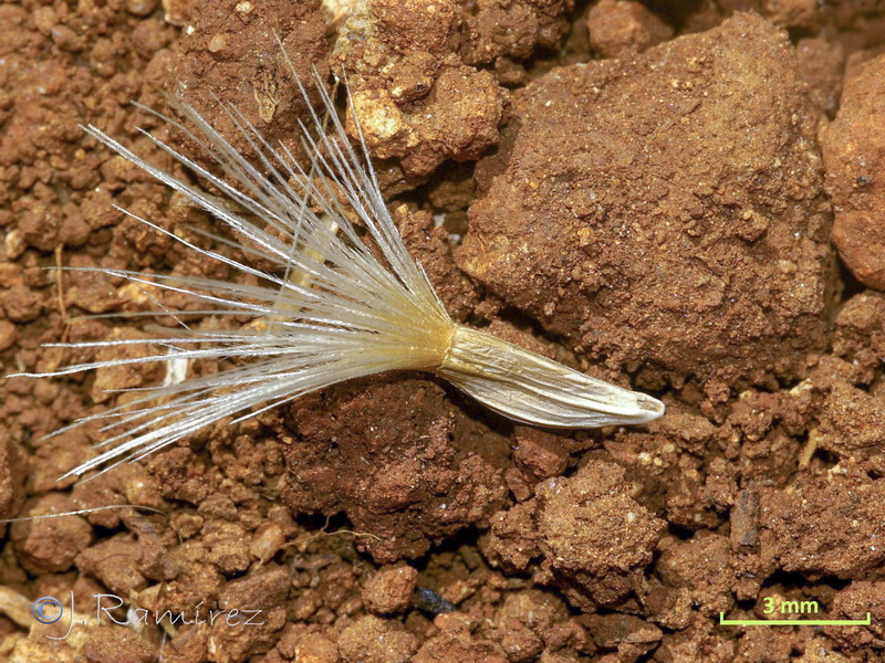 Klasea favescens leucantha.27