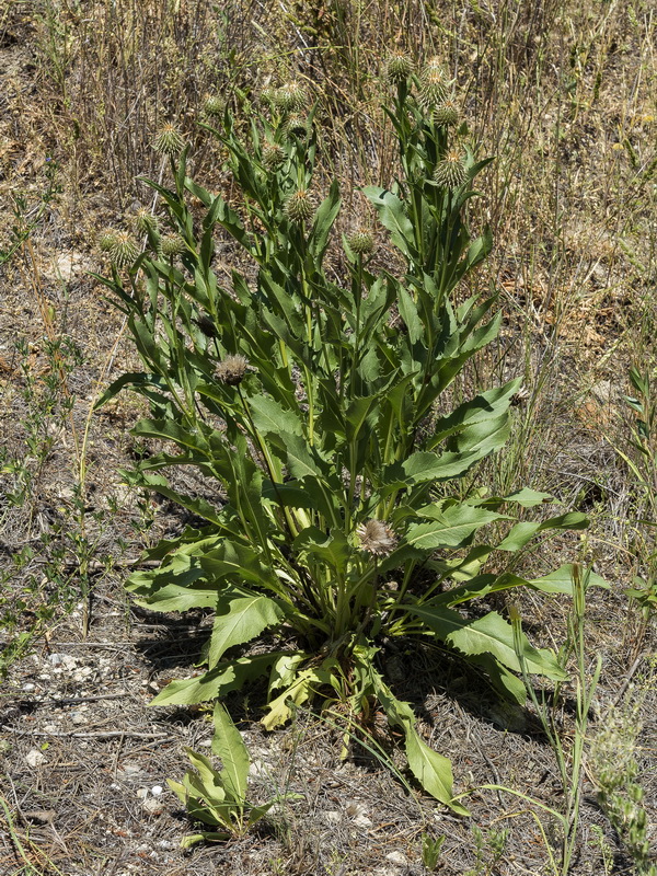 Klasea flavescens leucantha.01 21