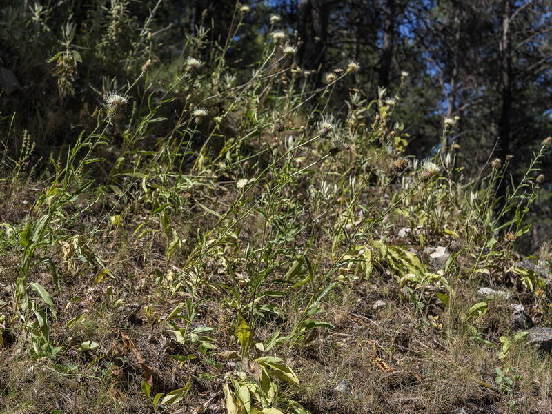 Klasea flavescens flavescens.01