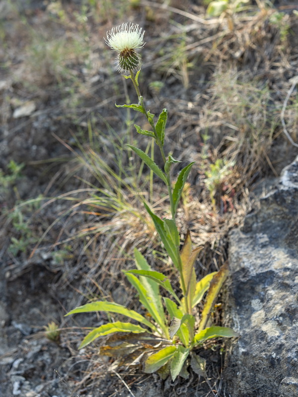 Klasea flavescens flavescens.03