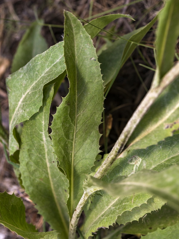 Klasea flavescens flavescens.04