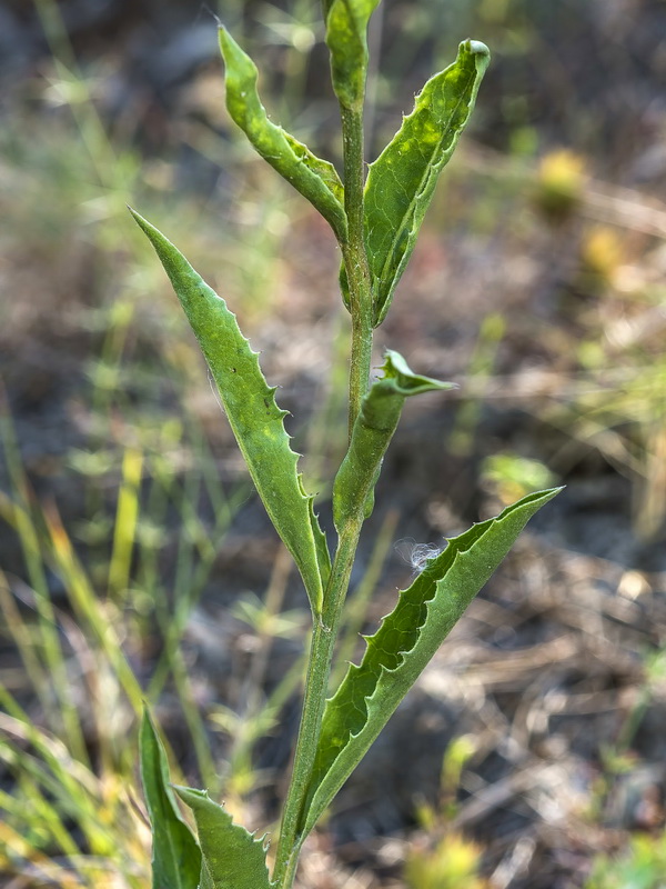 Klasea flavescens flavescens.07