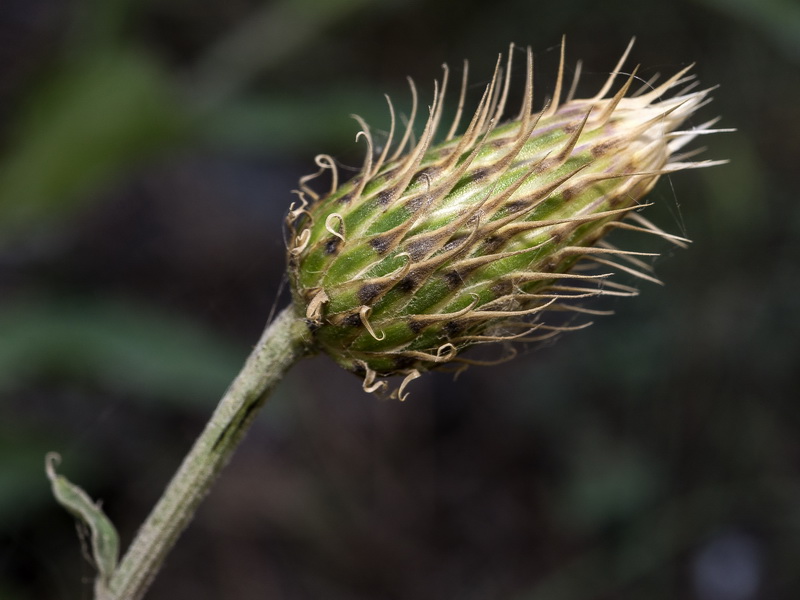 Klasea flavescens flavescens.08