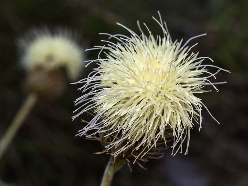 Klasea flavescens flavescens.10