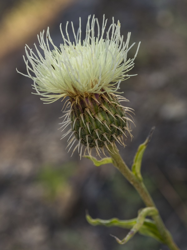 Klasea flavescens flavescens.11