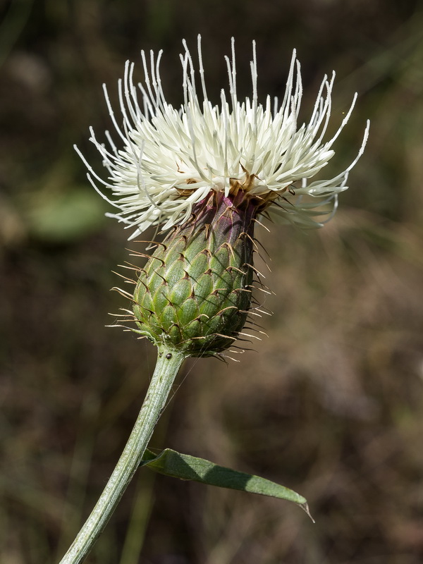 Klasea flavescens flavescens.13