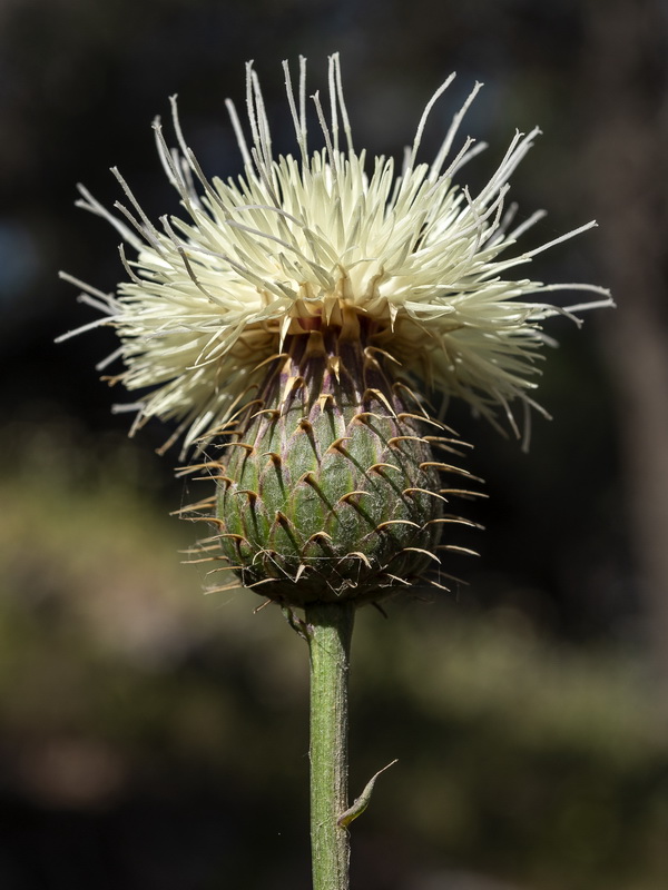 Klasea flavescens flavescens.14