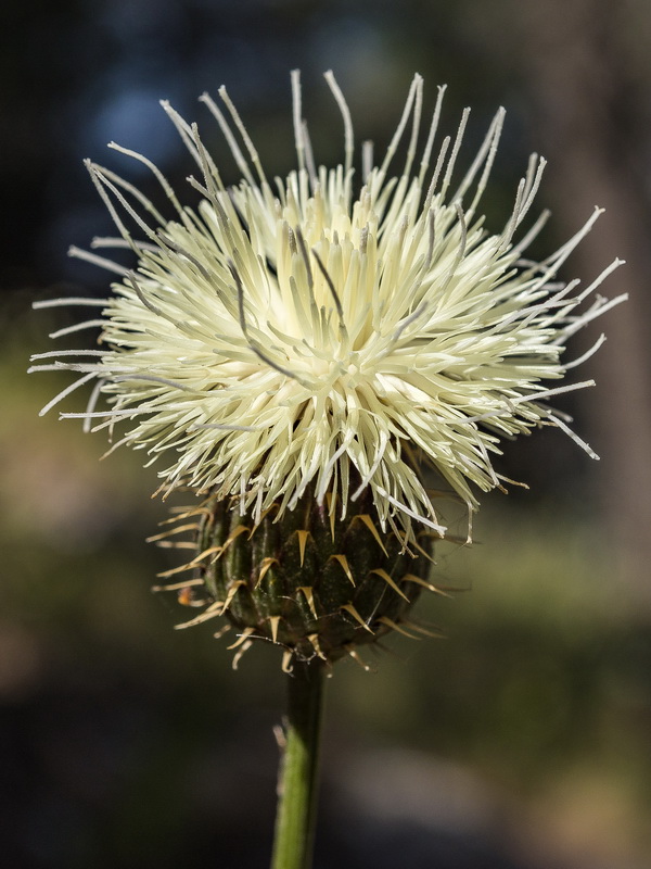 Klasea flavescens flavescens.16