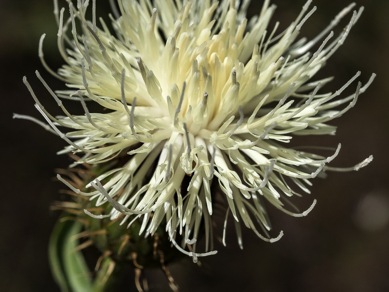 Klasea flavescens flavescens.17