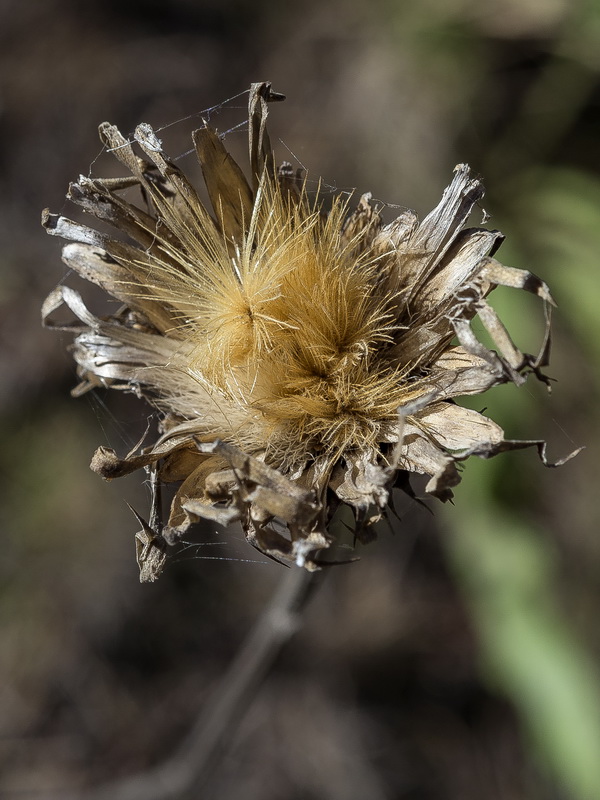 Klasea flavescens flavescens.18