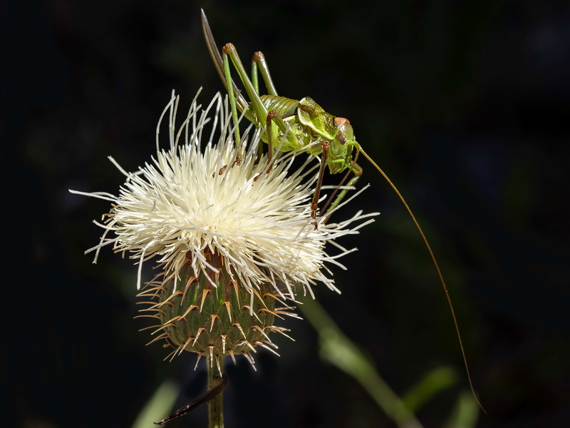 Klasea flavescens flavescens.20