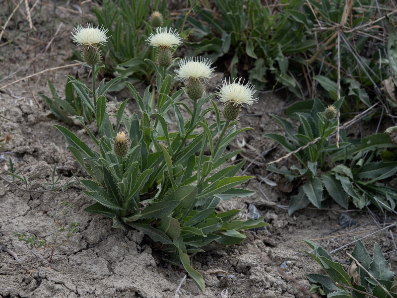 Klasea flavescens flavescens.01