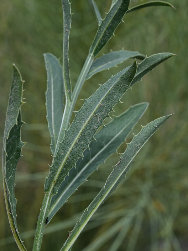 Klasea flavescens flavescens.07