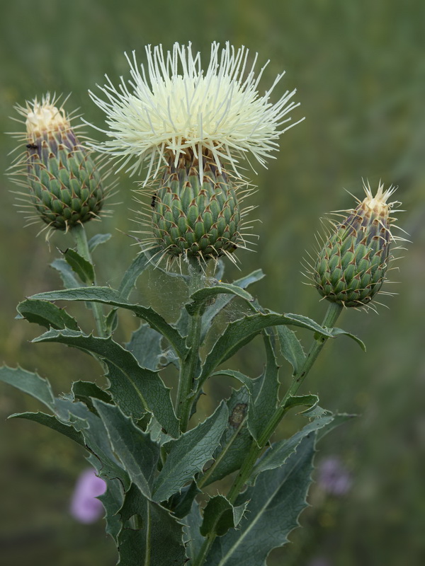 Klasea flavescens flavescens.23
