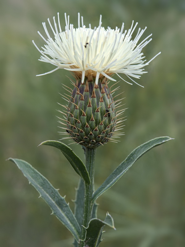 Klasea flavescens flavescens.24