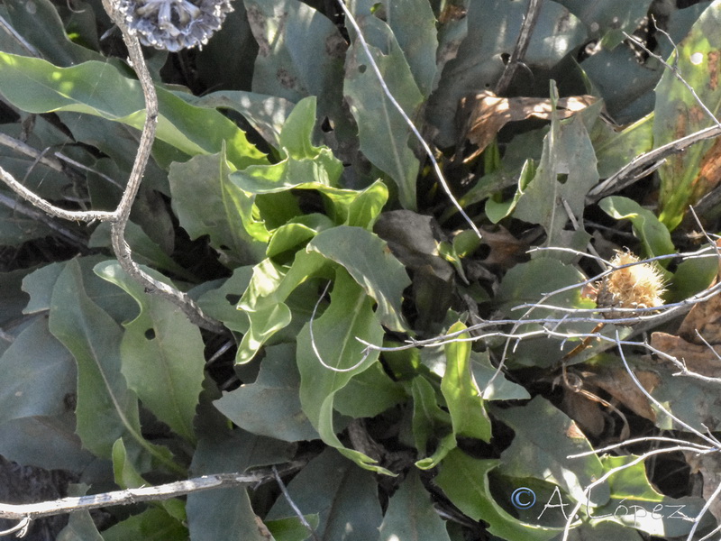 Klase flavescens mucronata.15